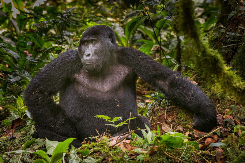 56 Oeganda, Bwindi NP, gorilla.jpg